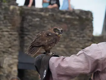 Birds of prey show at Chateau de La Roche-en-Ardenne (Belgium)